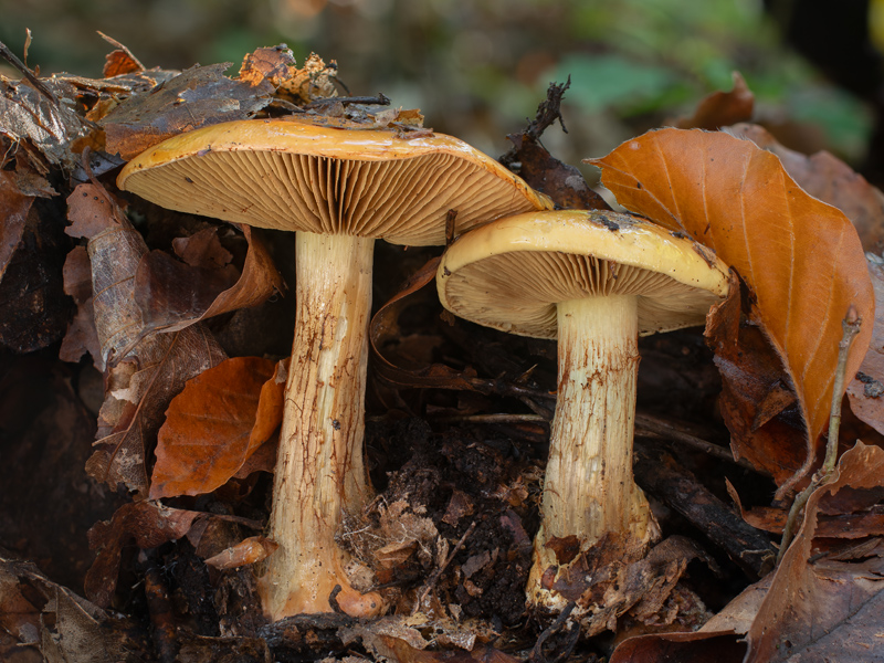 Cortinarius elegantissimus Cortinarius elegantissimus